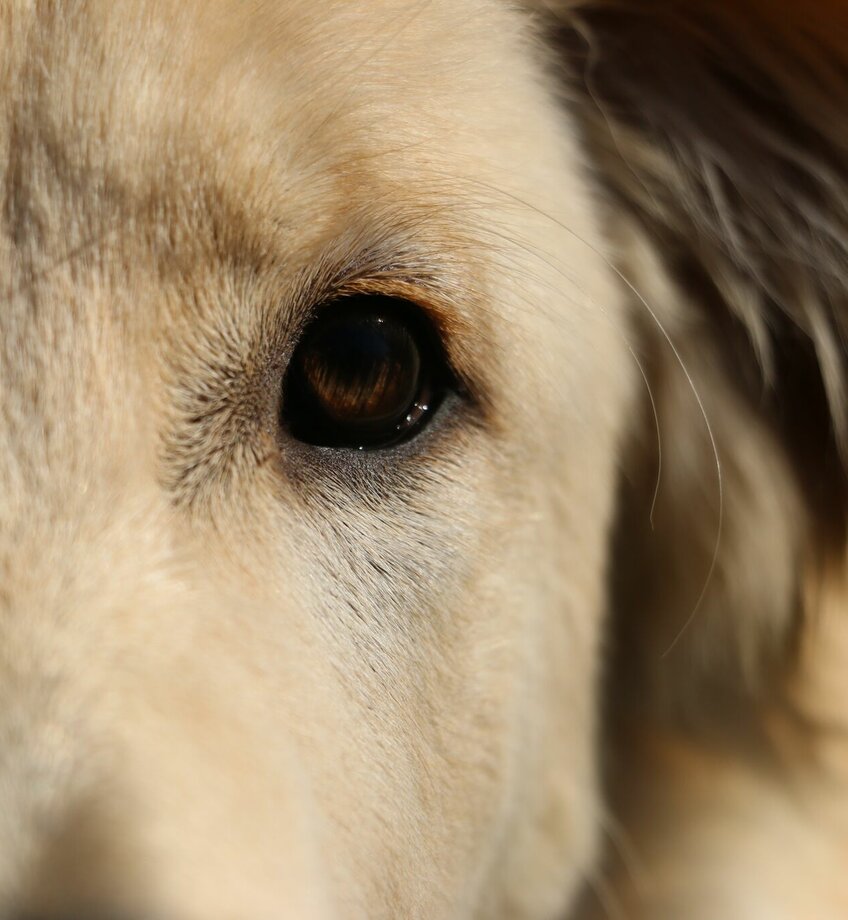 Hond in close-up salto